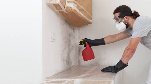 Professional Mold Remediation technician working in Wollochet, WA